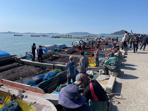 신안군‘23년산 첫‘햇김’위판 시작..