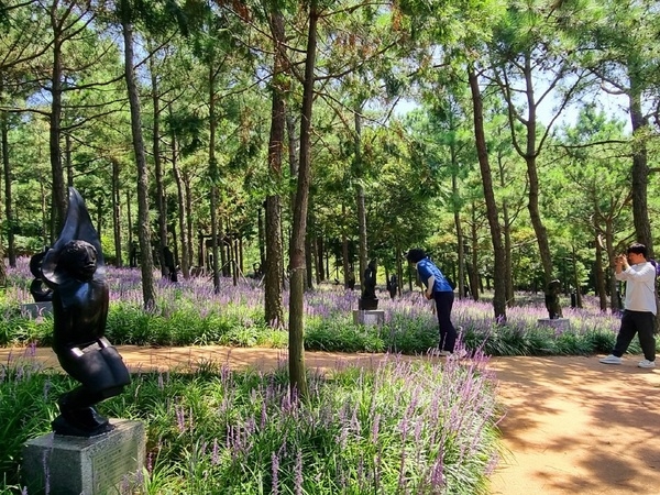 보랏빛 물결 일렁이는 신안 1004섬 분재정원, 2,000만 송이 맥문동 만개..'보라섬 신안군, 맥문동꽃으로 여름을 물들이다' 2